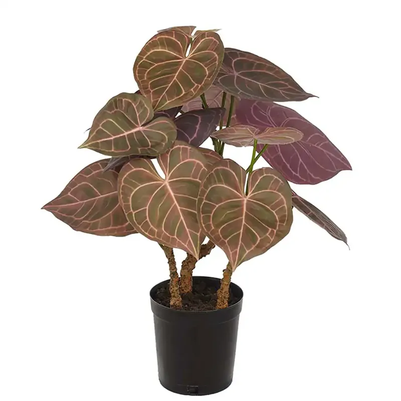 Begränsat antal Anthurium Krukväxt 60 cm