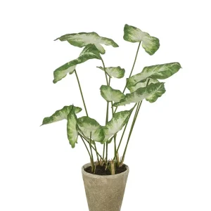 Begränsat erbjudande Caladium Krukväxt 80 cm