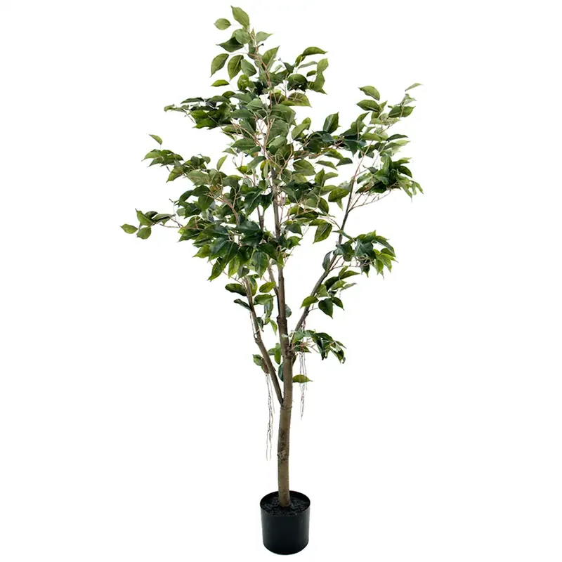 Fikus Benjamin 150 cm Extra rabatt