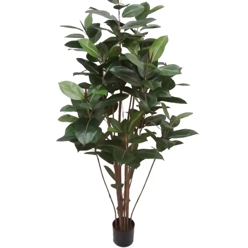 Bästa pris Fikus Robusta 180 cm