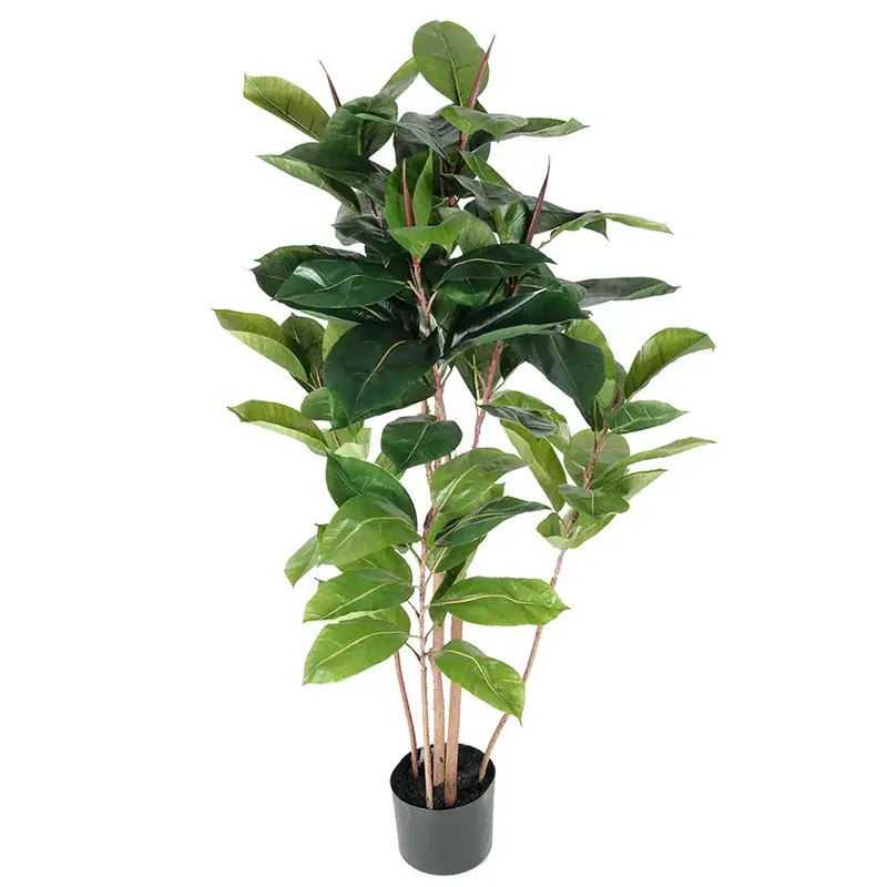 Fikus Robusta 120 cm Sista chansen