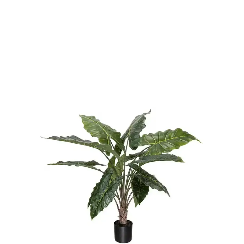Alocasia Krukväxt 90 cm Rabatter