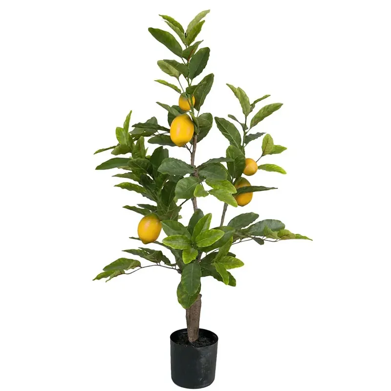 Premium Citronträd 90 cm