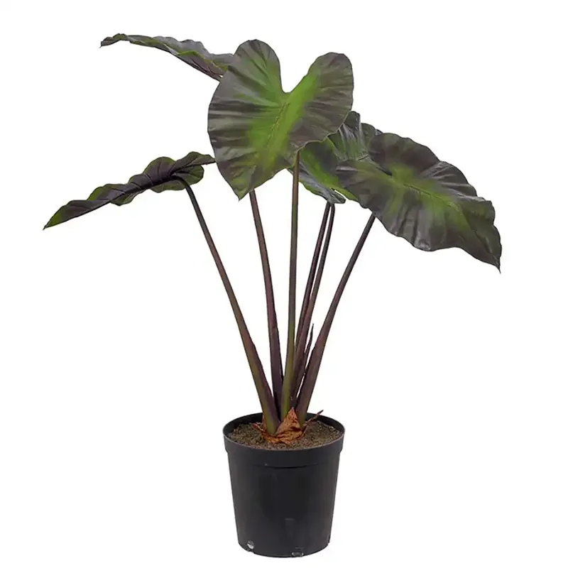 Alocasiaträd 100 cm Sista chansen