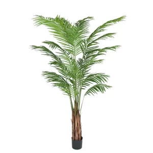 Areca Palm 210 cm Rabatter
