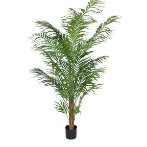 Beställ nu Areca Palm 180 cm