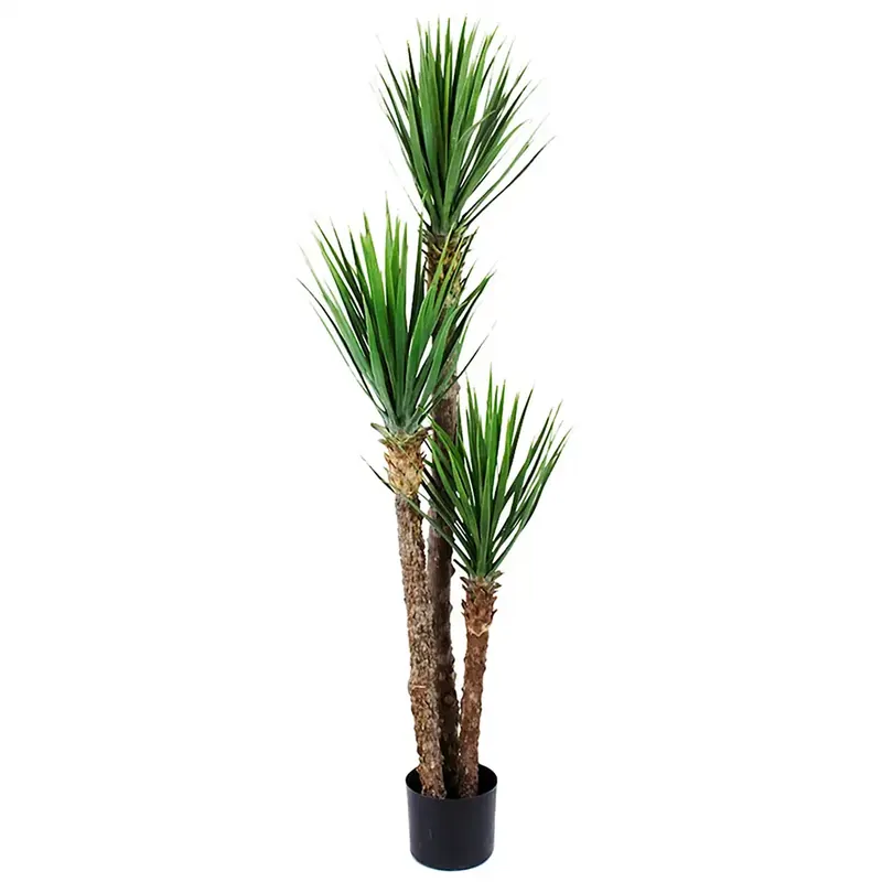 Yucca Rostrataträd 150 cm Lågt pris