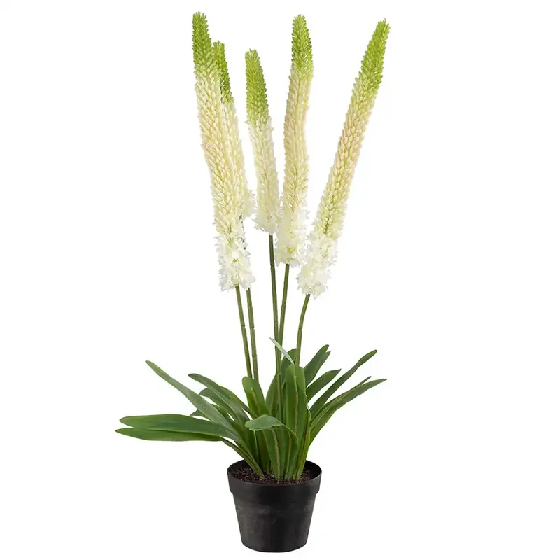 Beställ idag Stäpplilja Krukväxt 95 cm Vit