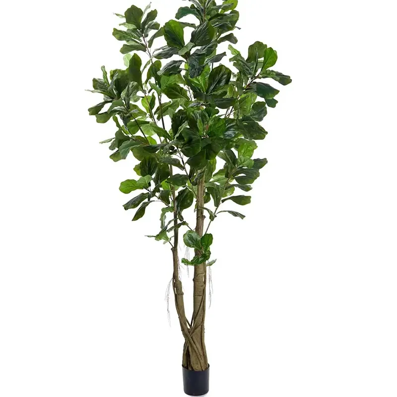 Fiolfikus 270 cm Outlet