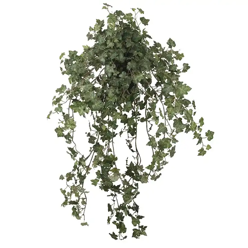 Murgröna 85 cm Populärt val