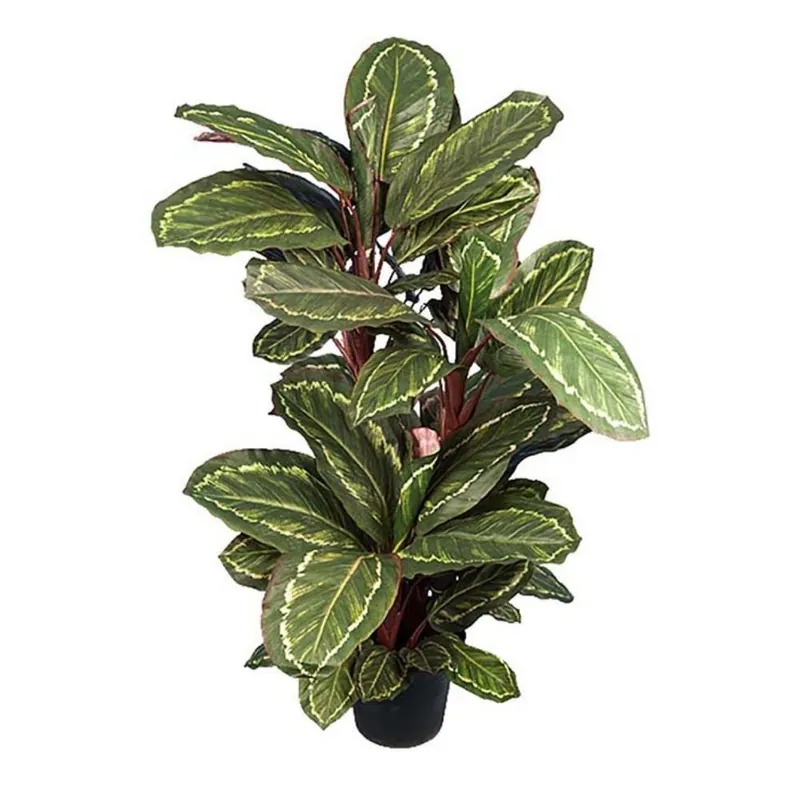 Beställ nu Maranta 104 cm