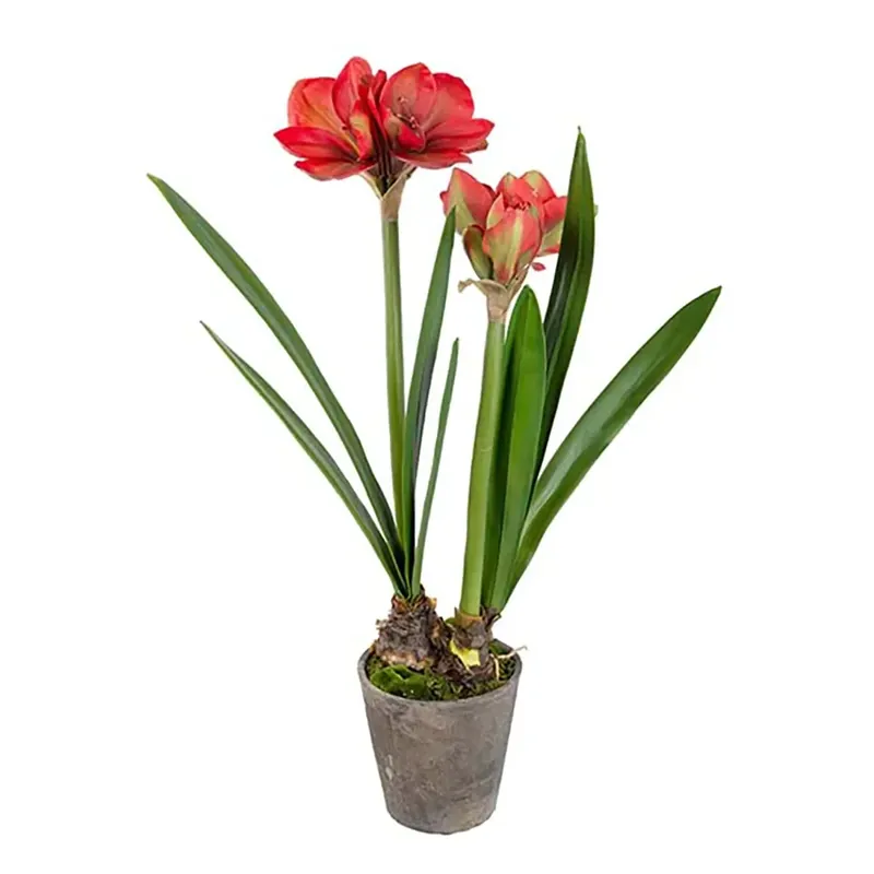 Amaryllis 90 cm Röd Billigare