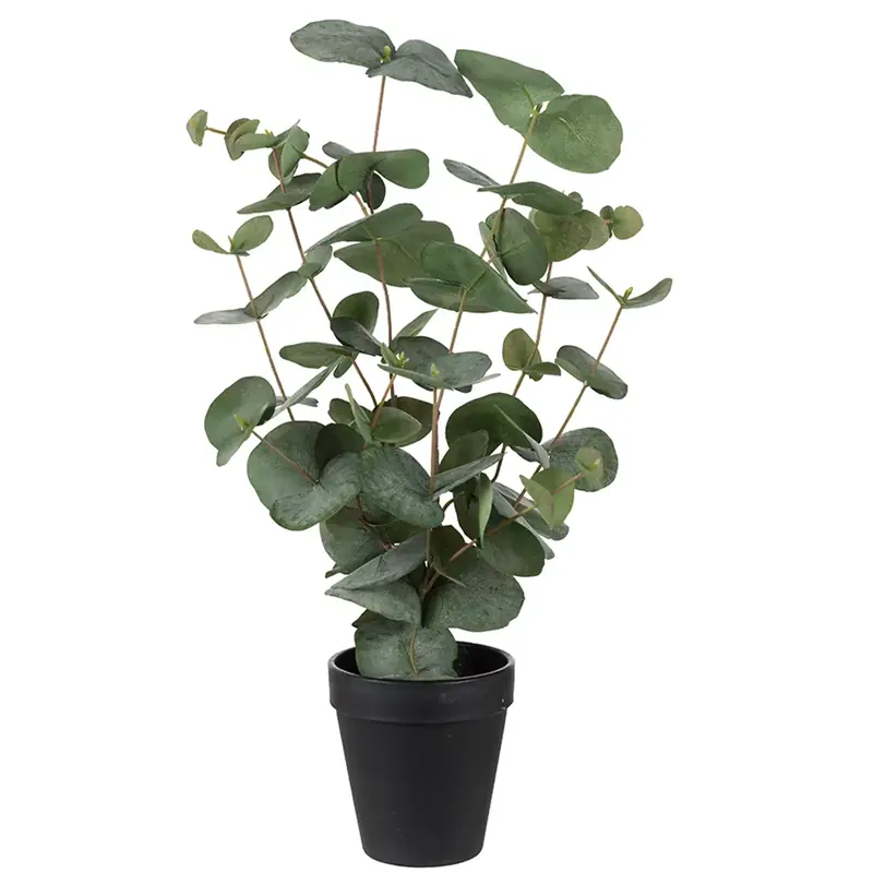 Lägg i varukorgen Eucalyptus krukväxt 55 cm