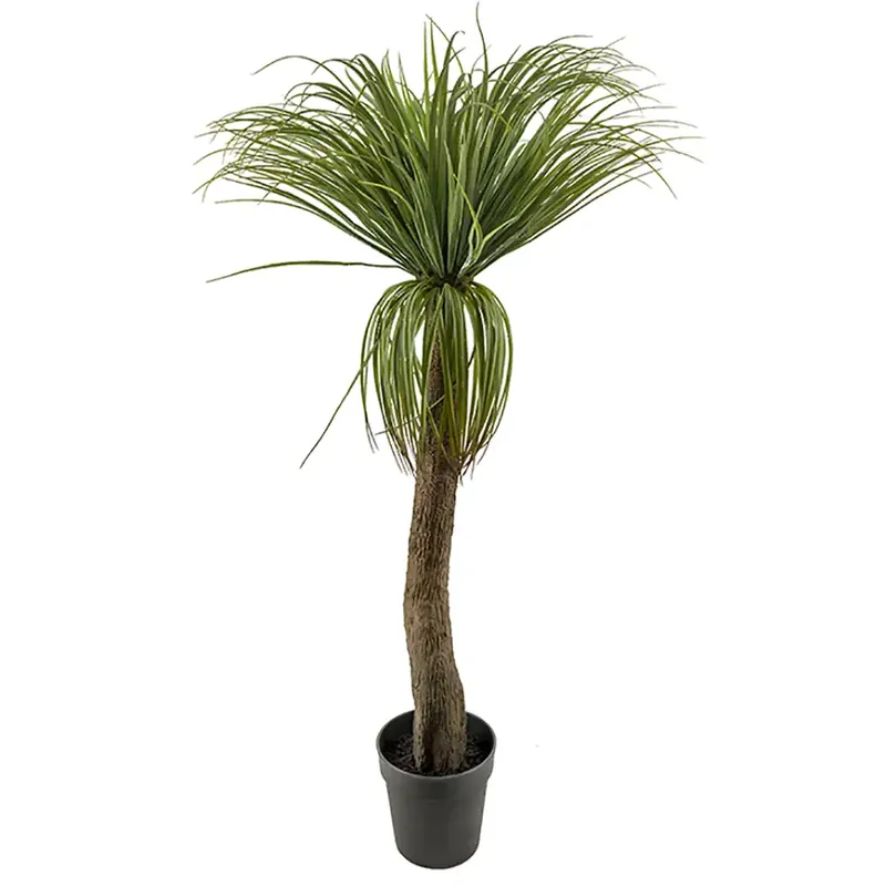 Flaskliljaträd 130 cm Begränsad tid