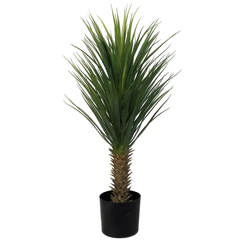 Lågt pris Yucca Rostrataträd 100 cm