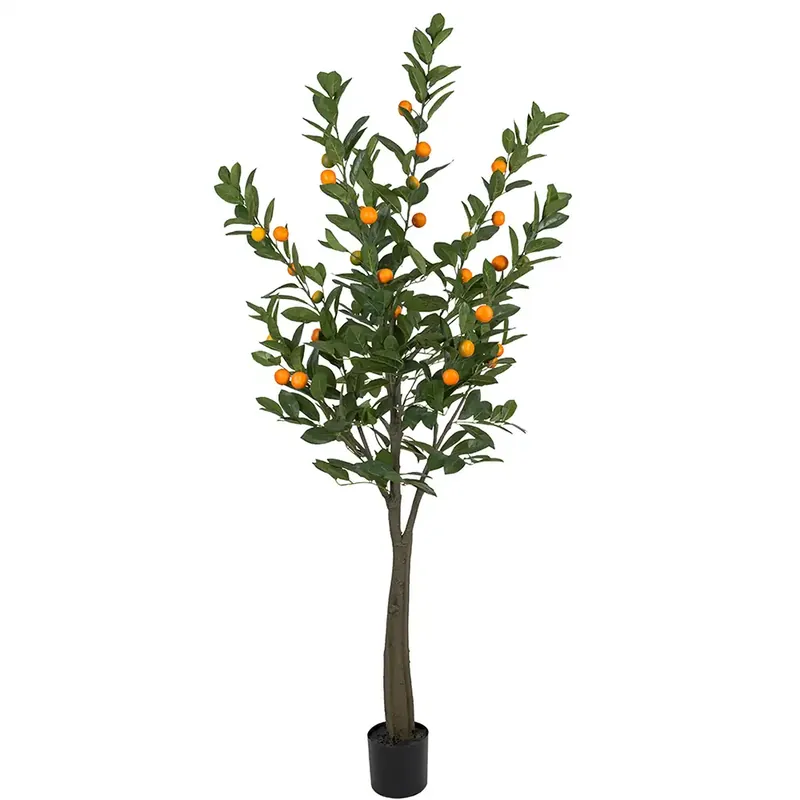 Citrusträd 180 cm Fynd