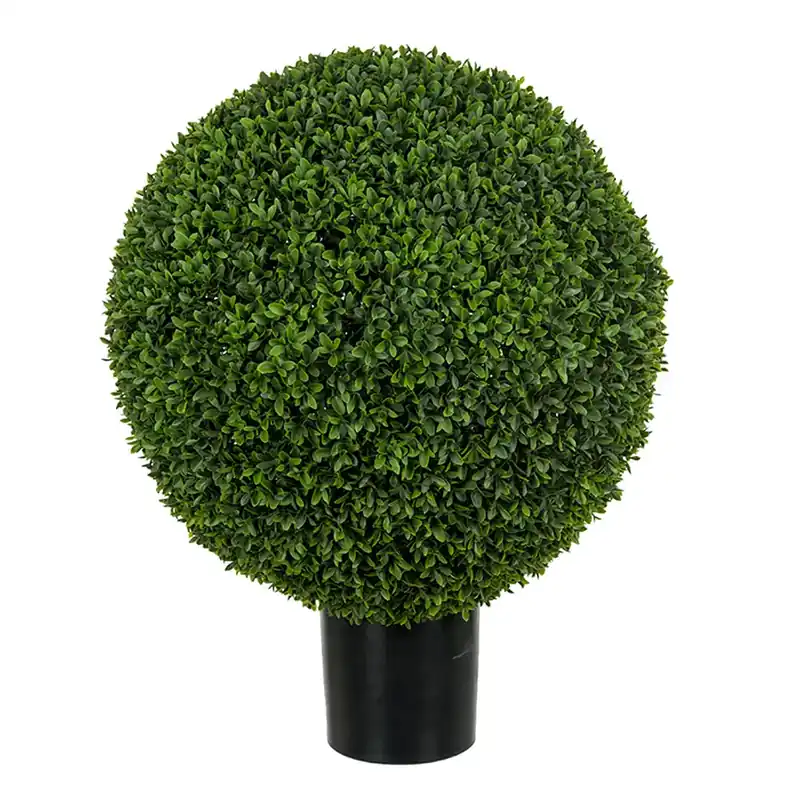 Beställ idag Buxbom i kruka 65 cm