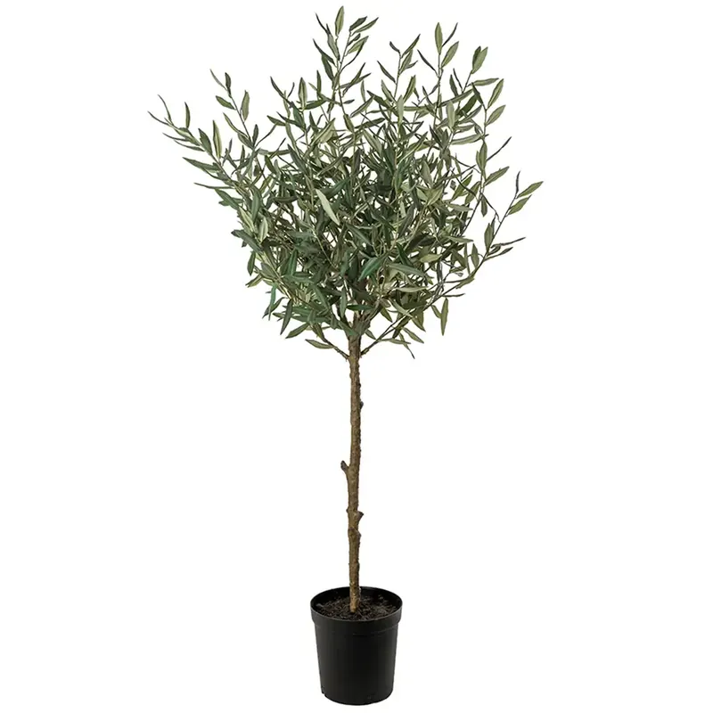 Säker betalning Olivträd 150 cm Grön