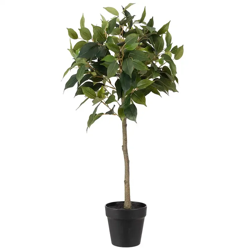 Fikus Benjamin Krukväxt 75 cm Säker betalning