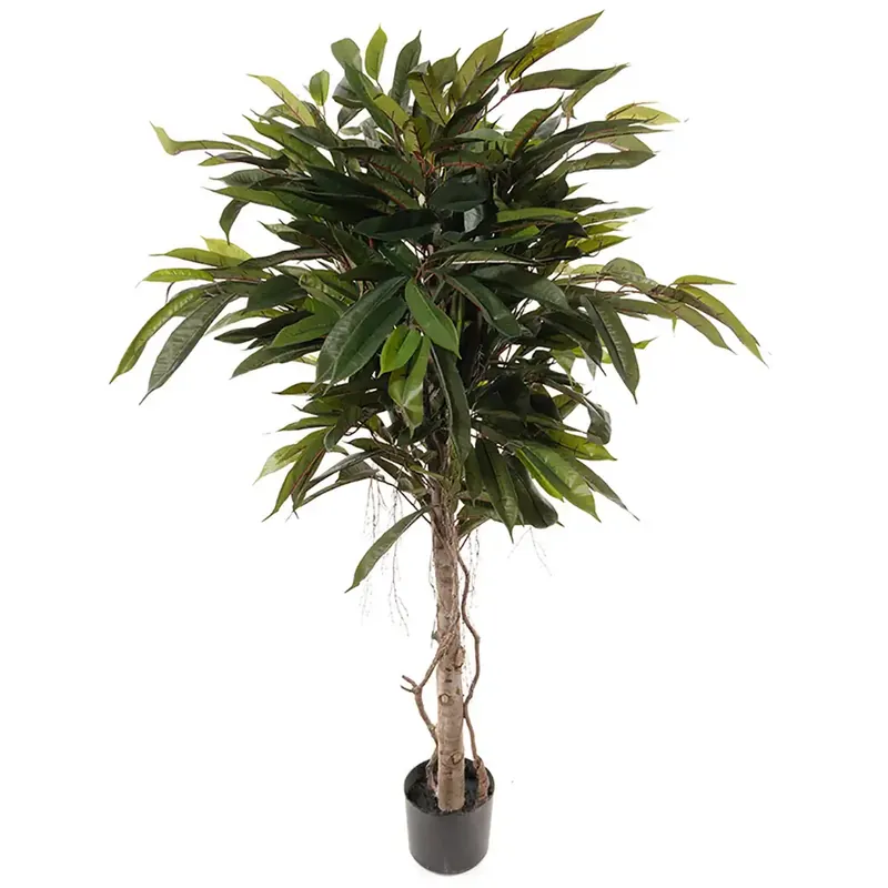 Beställ idag Longifoliaträd 150 cm