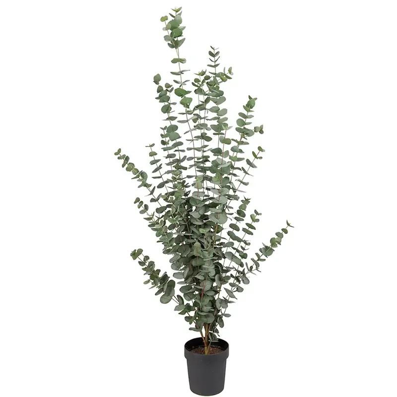 Handla nu Eucalyptusträd 170 cm