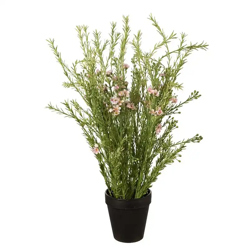 Lågt pris Vaxblomma Krukväxt 55 cm Rosa