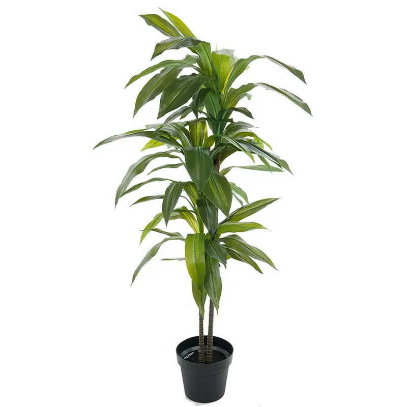 Dracenaträd 100 cm Snabb leverans