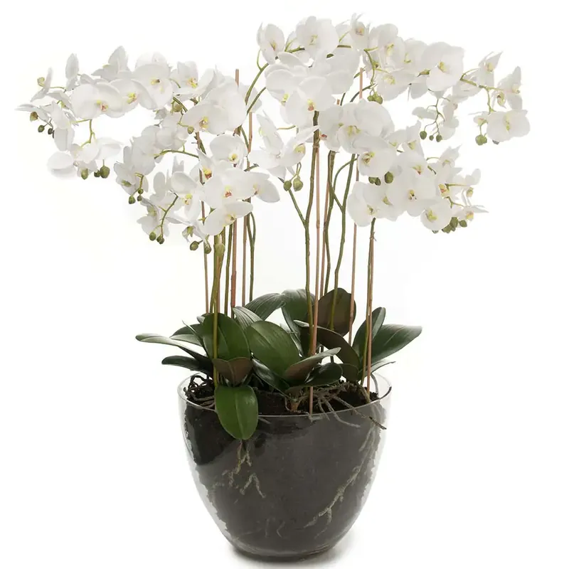 Kampanj Phalaenopsis Orkidée 90 cm Vit