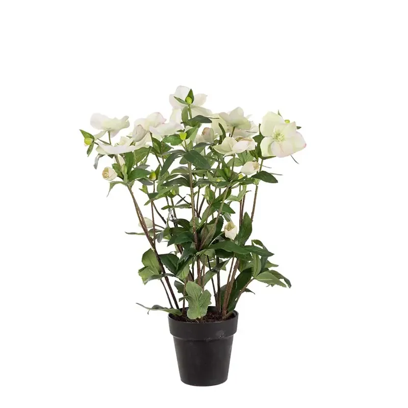 I lager Helleborus i kruka 55 cm vit