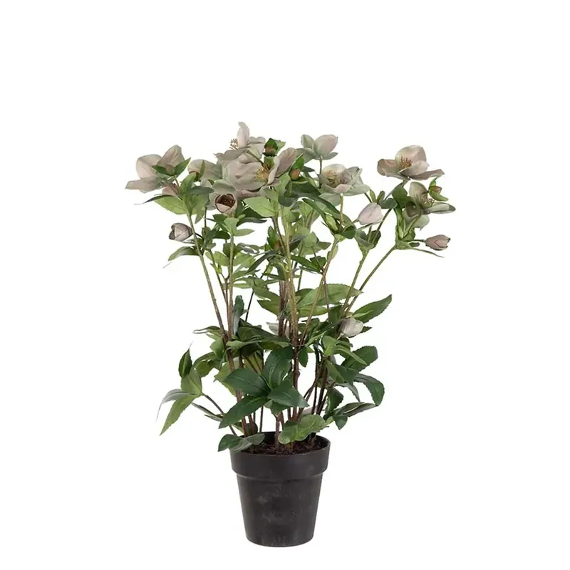Helleborus i kruka 55 cm rosa Beställ idag