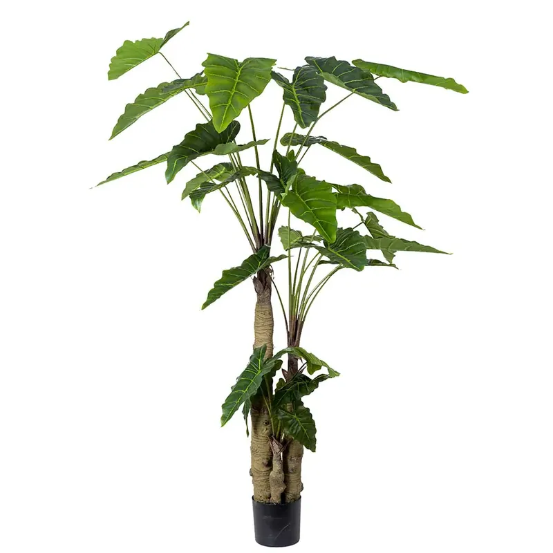Alocasia Träd 200 cm Kampanj