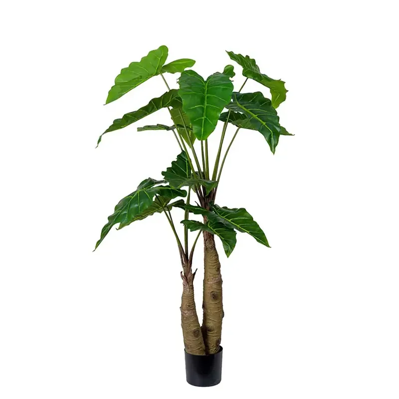 Lägg i varukorgen Alocasia Träd 150 cm