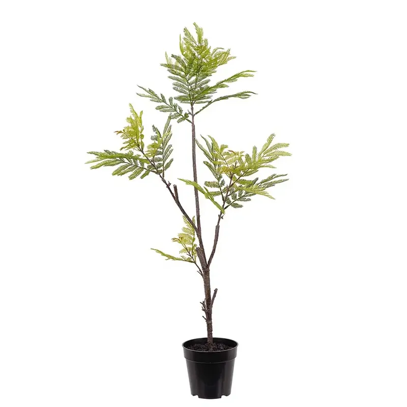 Pithecellobium Krukväxt 95 cm Expressleverans
