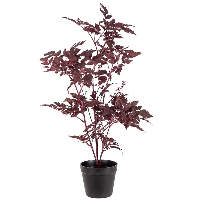 Silverax Krukväxt 75 cm Beställ idag