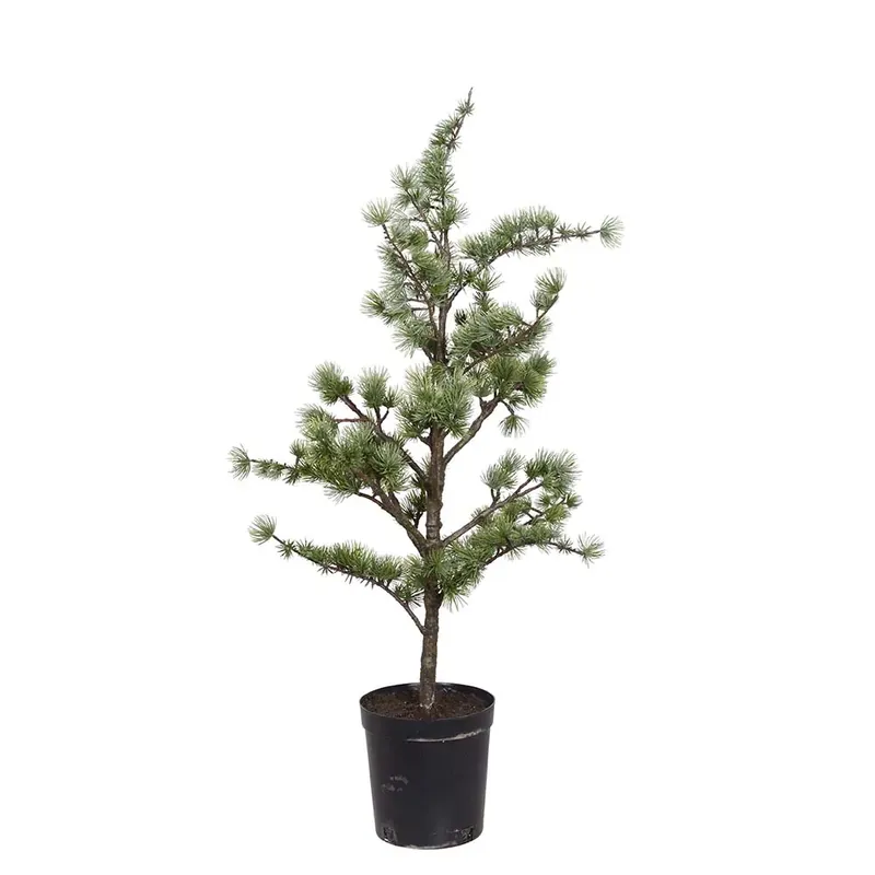 Cederträd i kruka 80 cm Sänkt pris