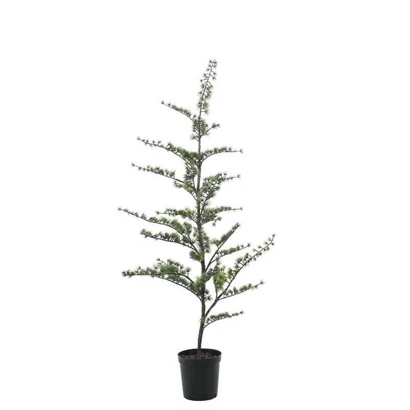 Rabatt Cederträd i kruka 150 cm