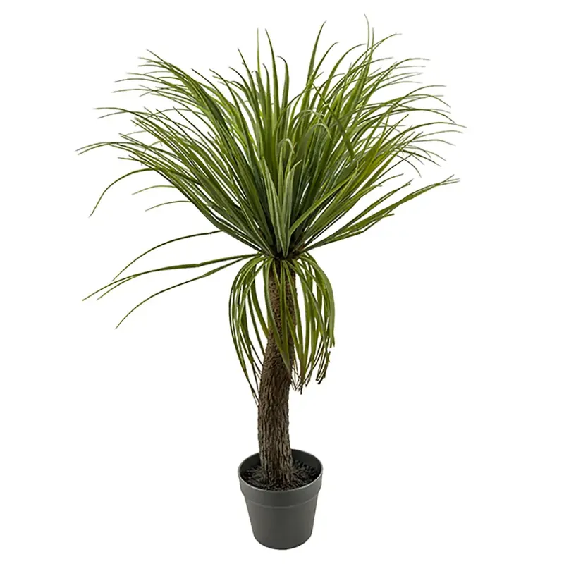 Fynd Flaskliljaträd 90 cm