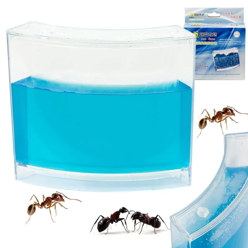 Begränsat antal Myrakvarium med Blå Gel - Studera Myrornas Beteende